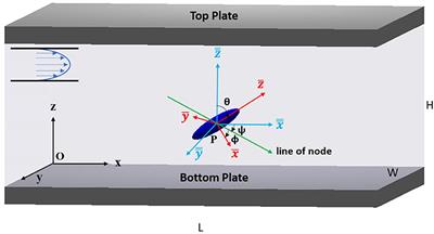 High Fluid Velocity and Narrow Channels Enhance the Influences of Particle Shape on Colloid Retention in Saturated Groundwater Systems Under Favorable Deposition Conditions